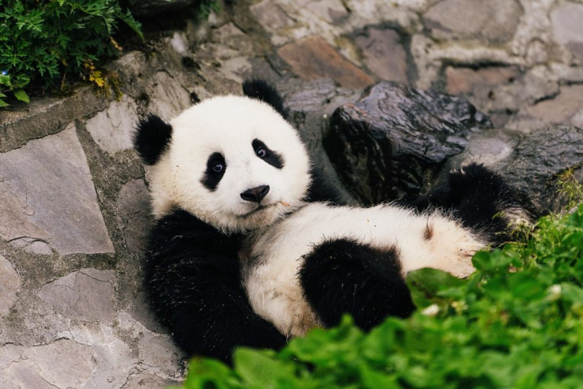 artikel karpet bulu panda
